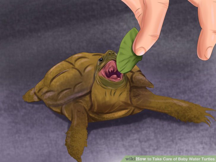 Take Care of Baby Water Turtles Step 13.jpg