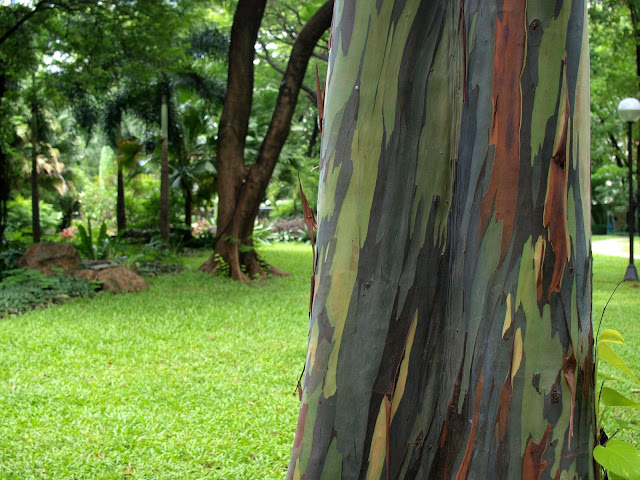 You Will Not Believe That This Rainbow Eucalyptus Tree Is A Natural Wonder Located Right in the Philippines!