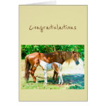 Congratulations New Addition Baby Horse Foal Card