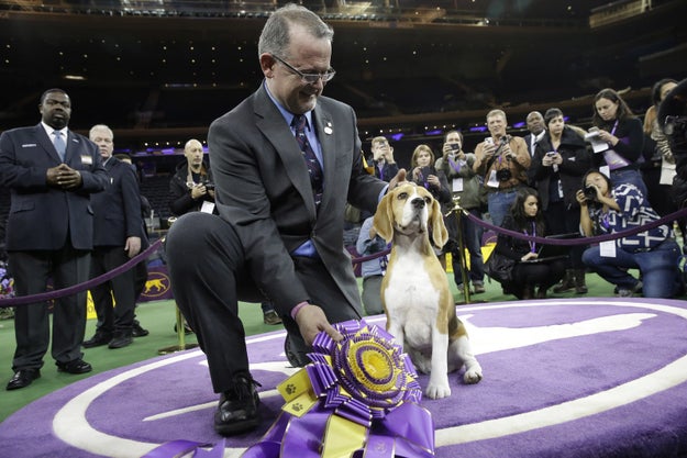 Two years ago, Miss P, a 15-inch beagle, won best in show at Westminster.