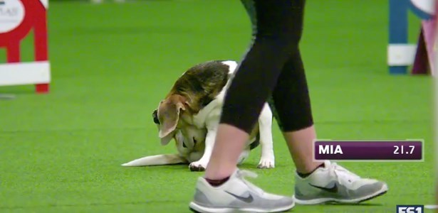 win mia the beagel doesn't care about westminster dog show