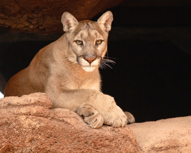 This cougar, who wants to know if you're single (because you'll be easier to isolate and catch).