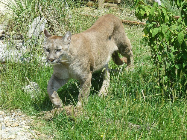 This cougar, who just wants to eat you up (literally).