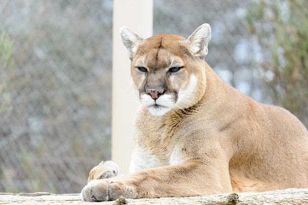 This cougar, who's just looking for a younger man (because they have more meat on them).