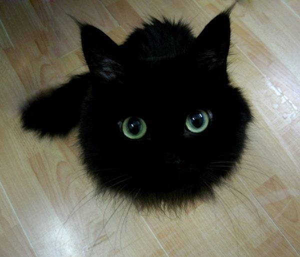 If eyes are truly the windows to the soul, then black cats have the most beautiful souls of any creature on Earth.