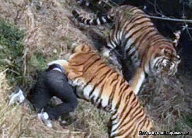 Video Ngeri Pengunjung Zoo Maut Dibaham Harimau!