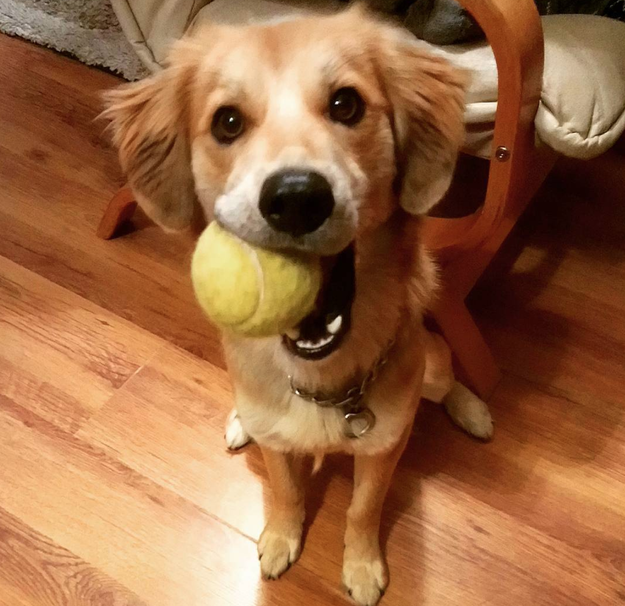 This dog who wants to make sure fetch is at the top of your to-do list.