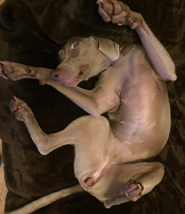 This dog who really wants you to know their belly needs a rub.