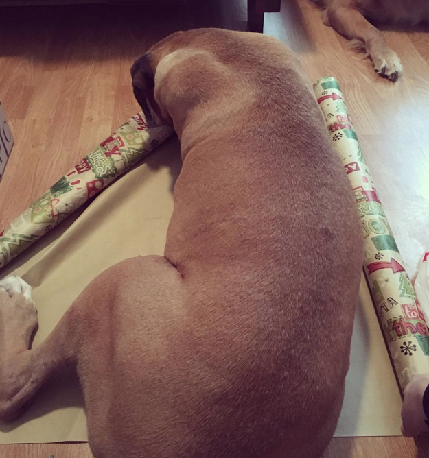 This dog who wants to help wrap the presents, too.