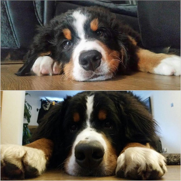 And this sweet guy who finally grew into those paws.