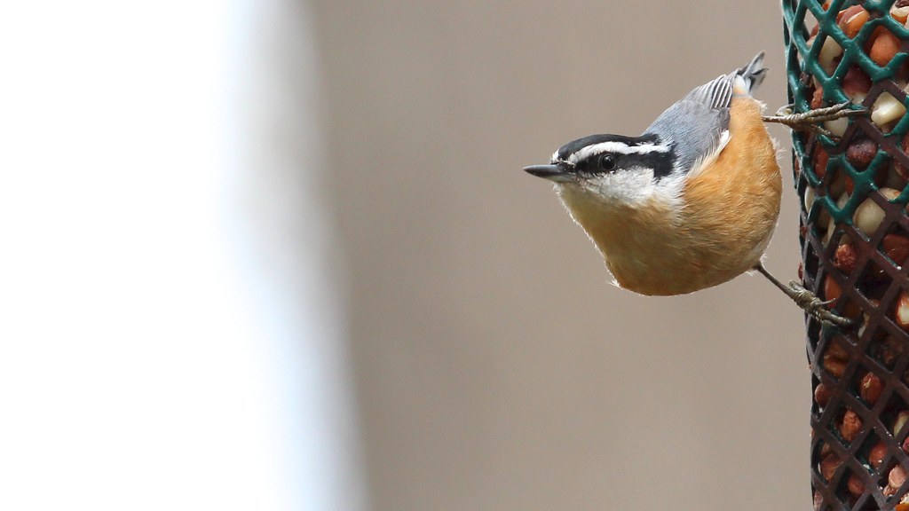 red-breasted nuthatch.
