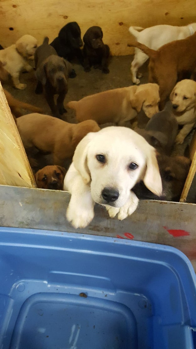 New York State Police removed the puppies from the overturned truck one by one, the Finger Lakes SPCA said.