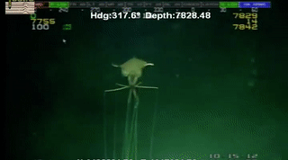The ocean is full of scary ass creatures.