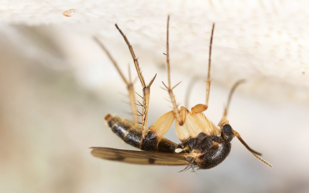 organic IMP tactic: Predatory mites for controlling other pests