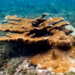 Elkhorn corals form a large, sturdy base and protect coastlines from erosion.