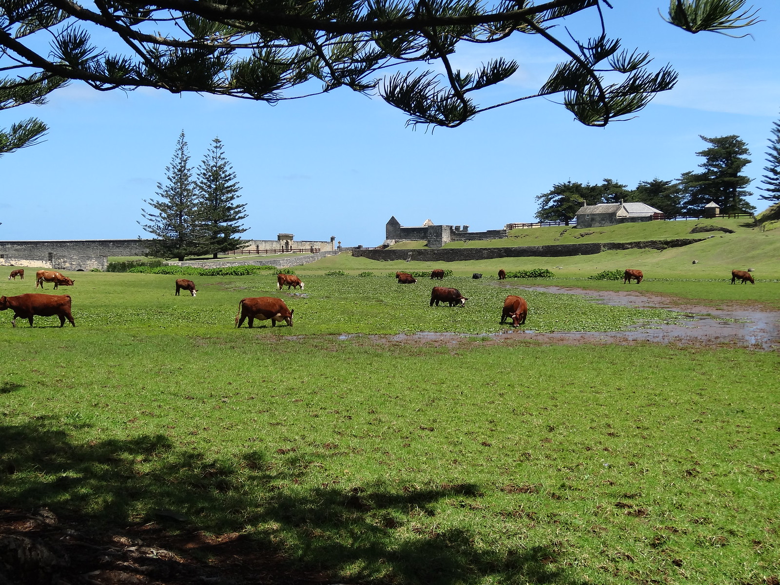 Cattle, swamps and Norfolk Island pine trees on Norfolk Island