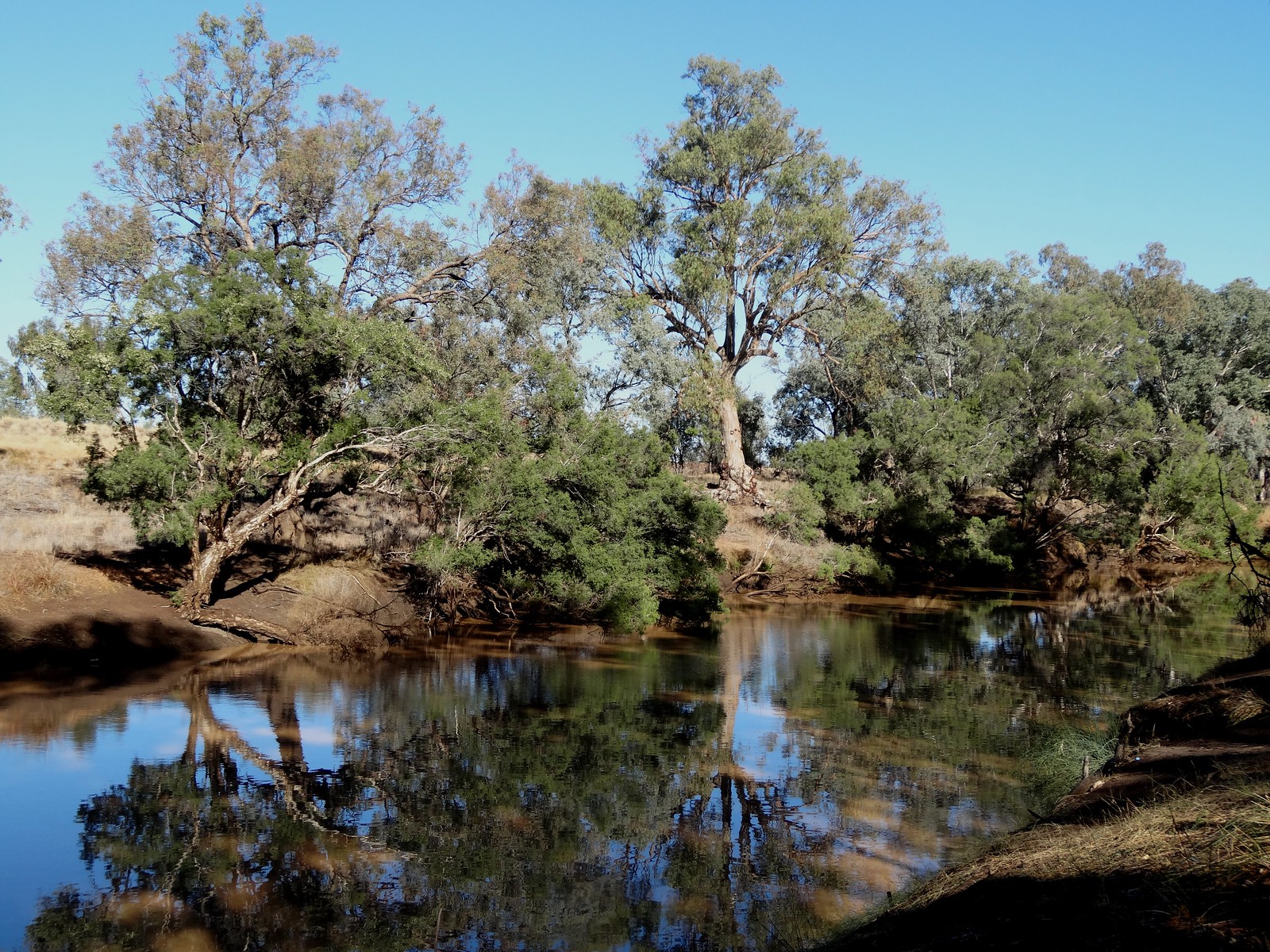 Peaceful spot on the Warrego River in central Charleville.