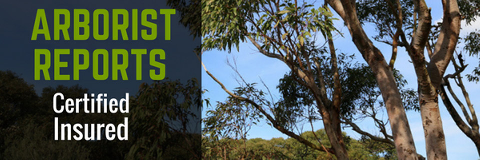 tree arborist reports sydney