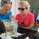 Collecting larvae from 'Brooder' Corals