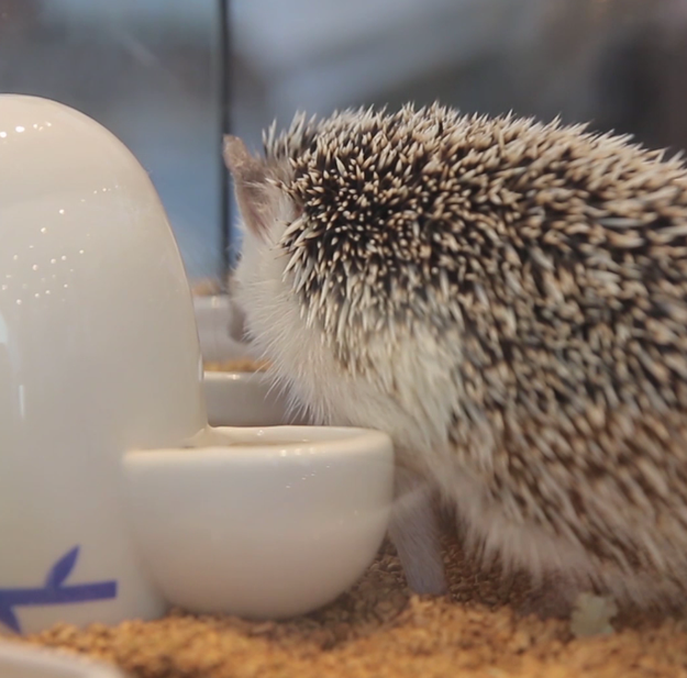 Harry Cafe prioritizes the health and safety of the hedgehogs and makes sure to have visitors disinfect their hands before playing with them. It also has people follow certain rules during their visit.
