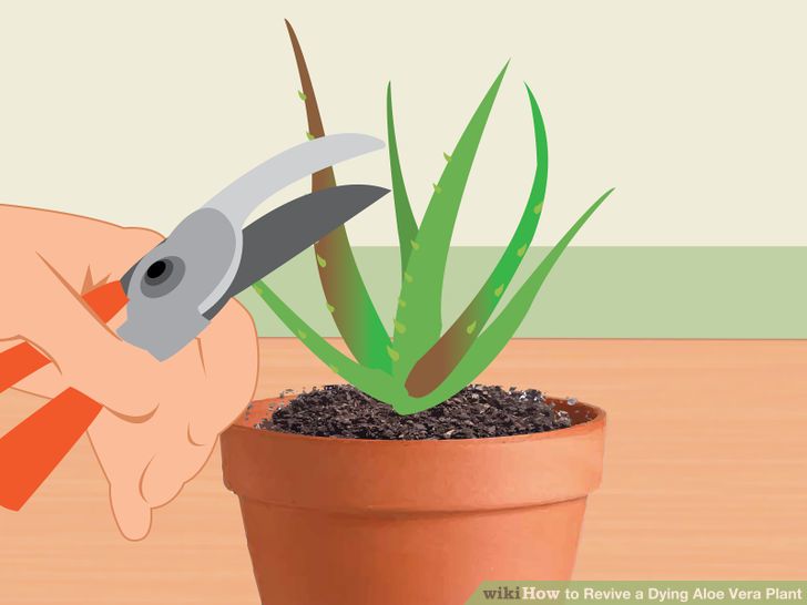 Revive a Dying Aloe Vera Plant Step 14.jpg