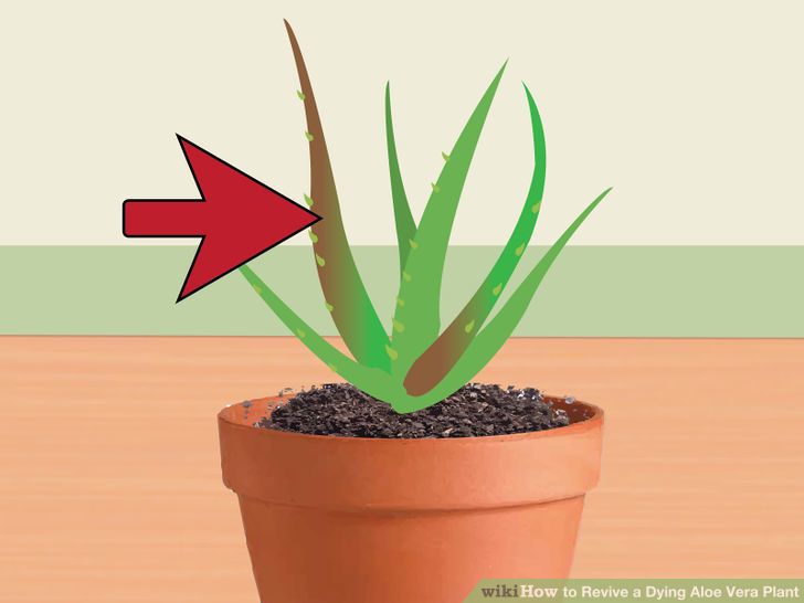 Revive a Dying Aloe Vera Plant Step 11.jpg