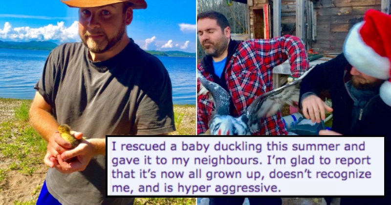 Redditor Rescues Baby Duckling and it Grows Up to Be a Total A**hole, Extremely Fowl Conversation Ensues