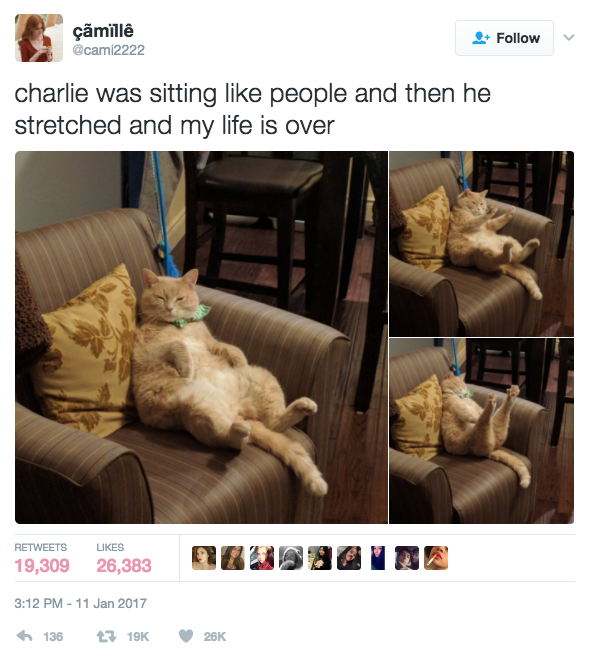 This crazy relatable kitty: