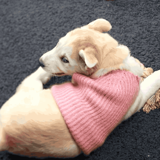 This easily distracted puppy in a pink sweater.
