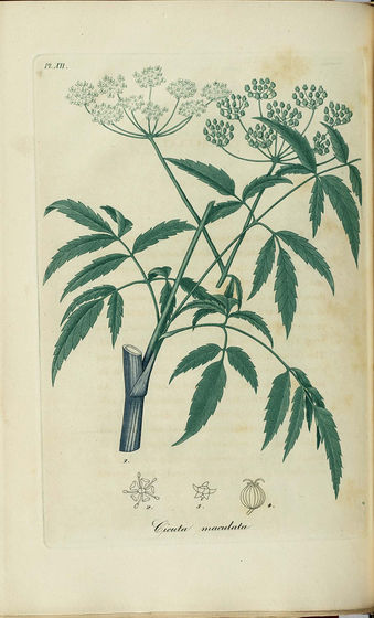 Cicuta maculata, American hemlock.jpg
