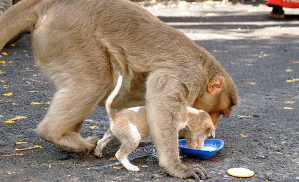 Who’s Better Now: Humans or Animals? This Monkey Just Adopted a Stray Puppy and Protected It From Danger!