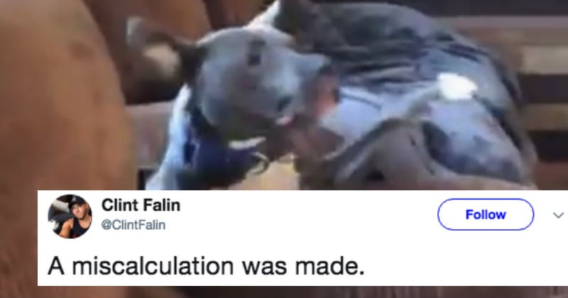 Dog gets trolled by memes after making a hilarious mistake on Twitter.