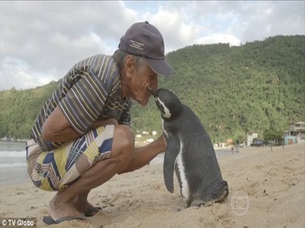 Bukti Kekuasaan Allah.. Penguin Sanggup Berenang 5000 Kilometer 'Lawat' Penyelamatnya Setiap Tahun...