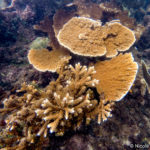 The hybrid Acropora is hard to tell apart from its parent species. The colony on top is an elkhorn and the colony below is the hybrid species Acropora prolifera.