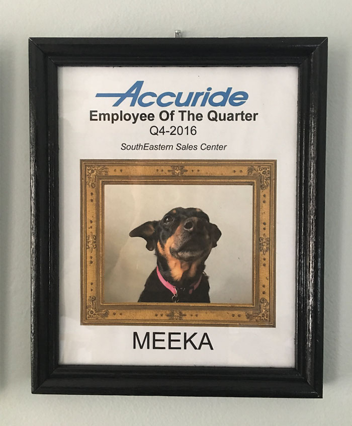 dog-wins-best-employee-awards-meeka-5