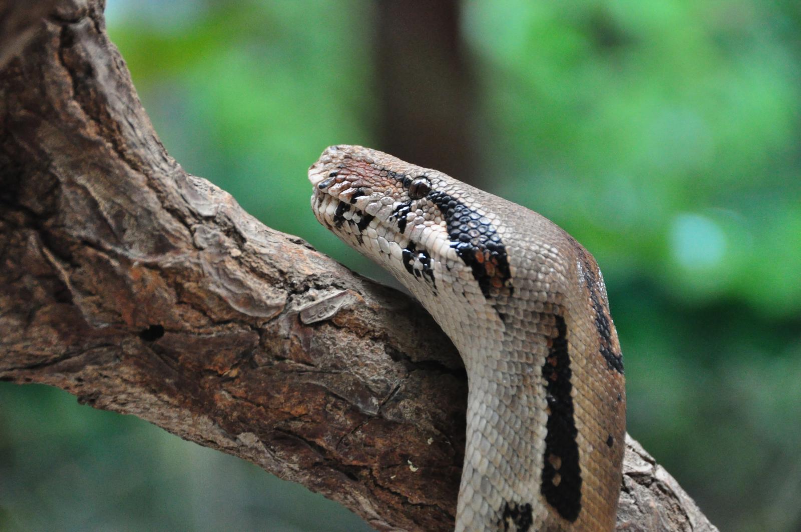 another deadly snake, Selvatura Park, Monteverde