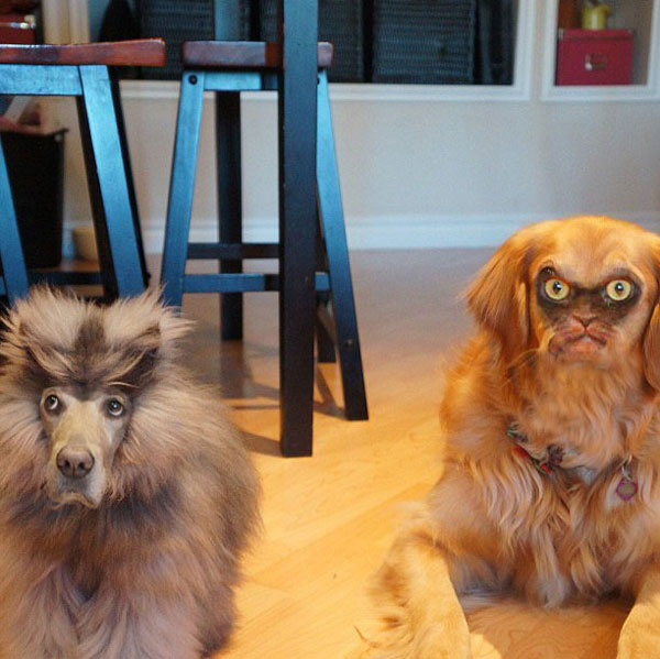 Cat and dog face-swap. I have never seen a less impressed looking cat