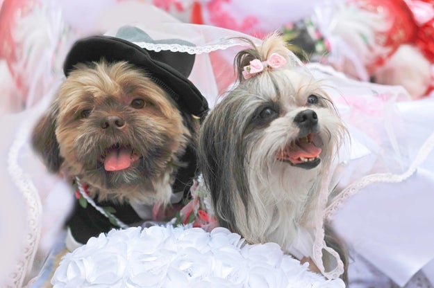 This week, Lally and Kian were finally married. It was a beach wedding held at Patungan Cove in Cavite and attended by 25 dogs, Vienes told BuzzFeed News.