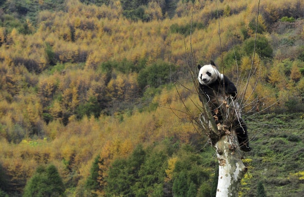 Welcome to the Wolong Nature Reserve in China's Sichuan province. It's run by the China Conservation and Research Center for the Giant Panda.