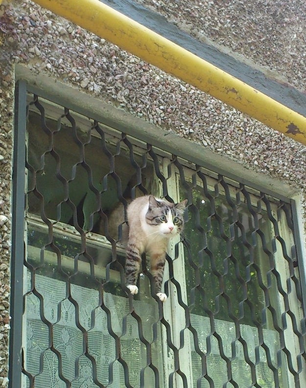 This cat in a not-so-great escape: