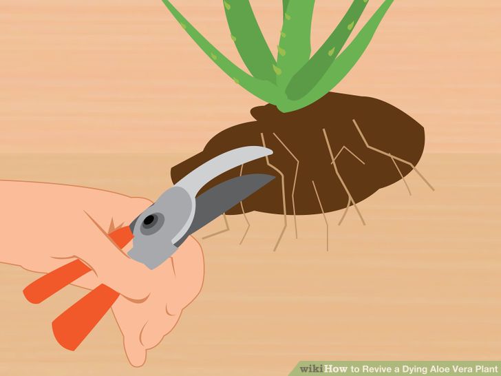 Revive a Dying Aloe Vera Plant Step 2 Version 2.jpg