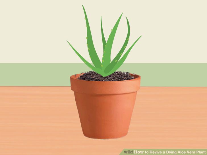 Revive a Dying Aloe Vera Plant Step 5.jpg