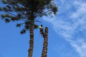 bankstown-tree-loppers