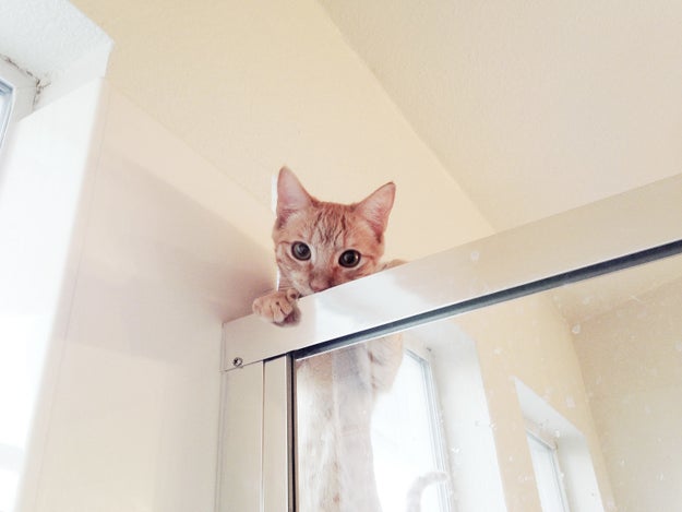 Sure, it's kinda sinister how your cat always seems to be watching you shower.