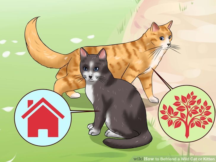 Befriend a Wild Cat or Kitten Step 1 Version 2.jpg