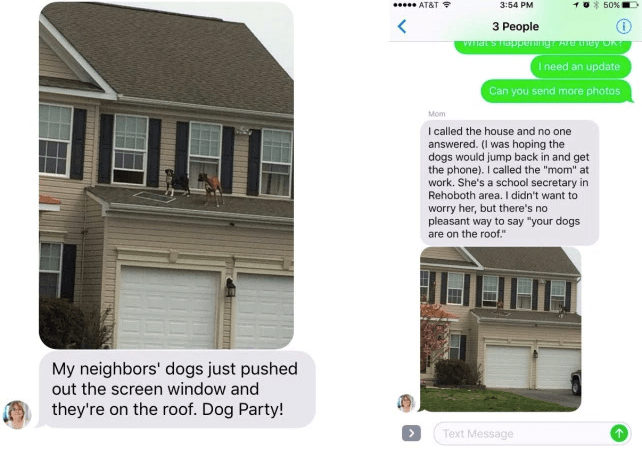 dogs,rager,Party,texting,funny