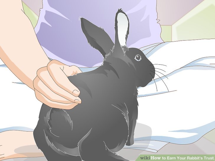 Earn Your Rabbit's Trust Step 8.jpg