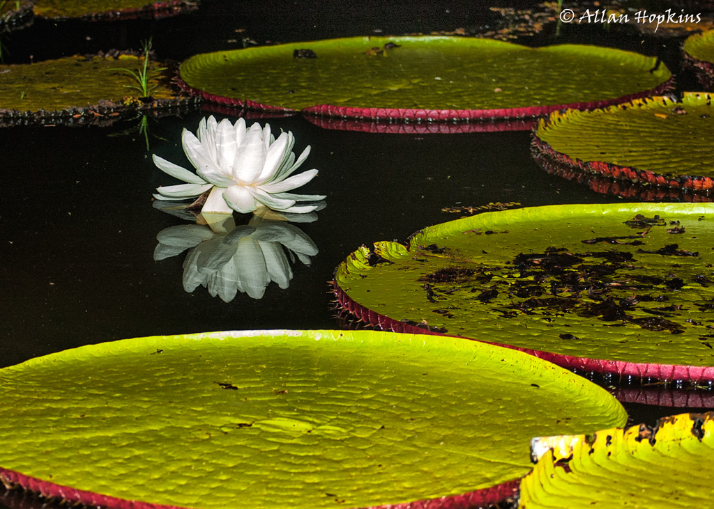Giant waterlily (Victoria amazonica), first evening flower