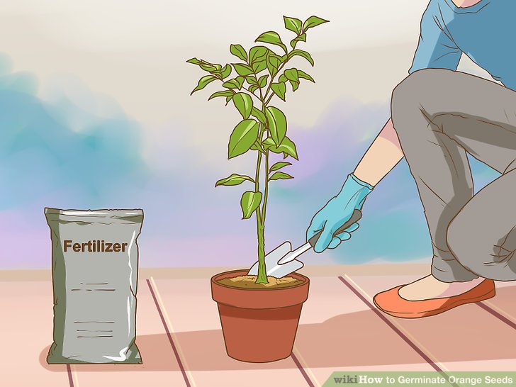 Germinate Orange Seeds Step 12.jpg