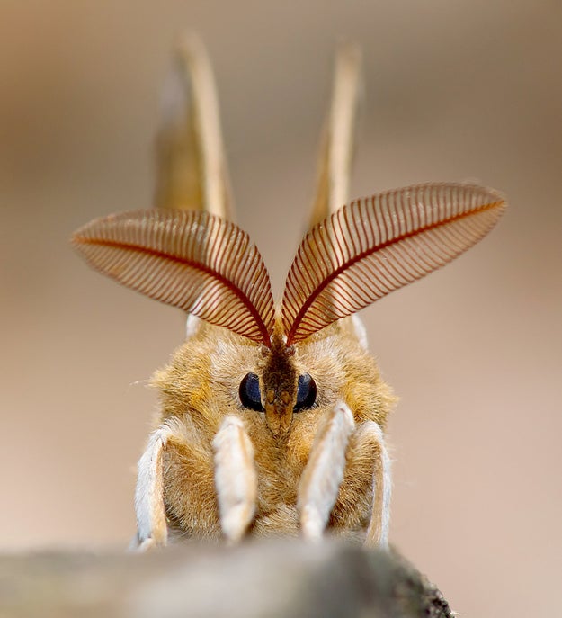 I'm just gonna get right to the point: moths are freaking adorable!!!!